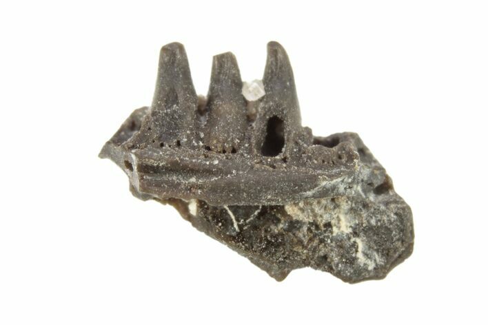 Permian Reptile Jaw Section - Oklahoma #261574